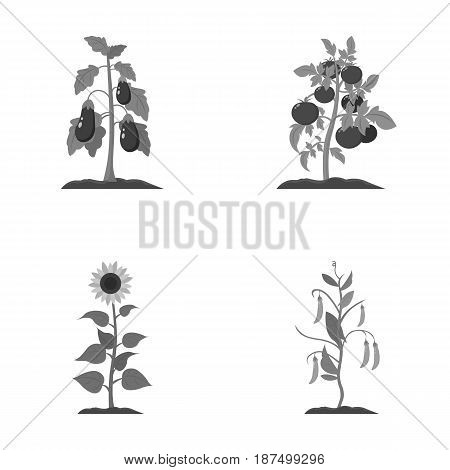 Eggplant, tomato, sunflower and peas.Plant set collection icons in monochrome style vector symbol stock illustration .