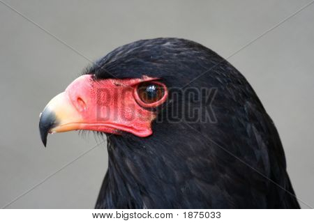 Bateleur Eagle ansigt