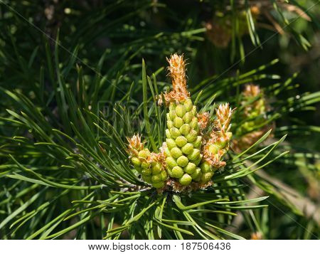 Young pine pinus pollen strobili and shoots macro selective focus shallow DOF.