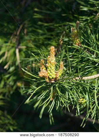 Young pine pinus pollen strobili and shoots macro selective focus shallow DOF.