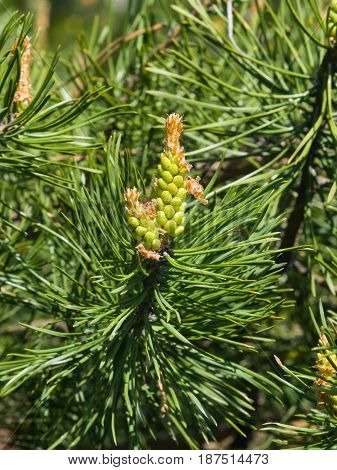 Young pine pinus pollen strobili and shoots macro selective focus shallow DOF.