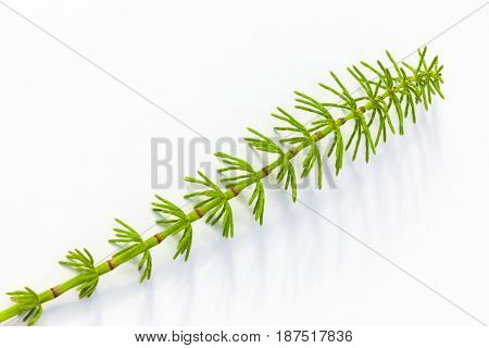 Vulnerary Plants