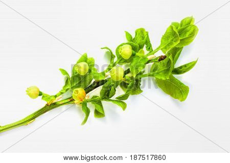 Vulnerary Plants
