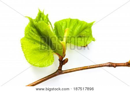 Vulnerary Plants