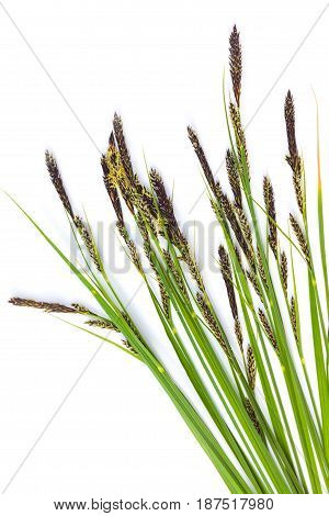 Vulnerary Plants