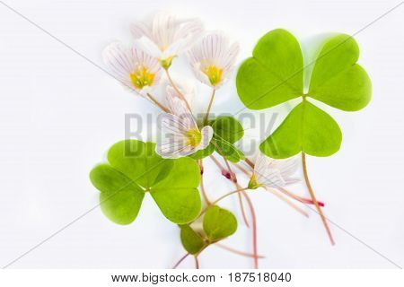 Vulnerary Plants