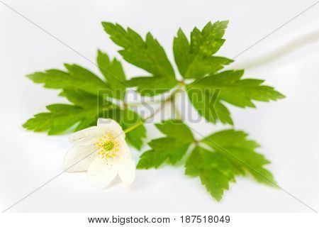 Vulnerary Plants