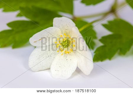 Vulnerary Plants