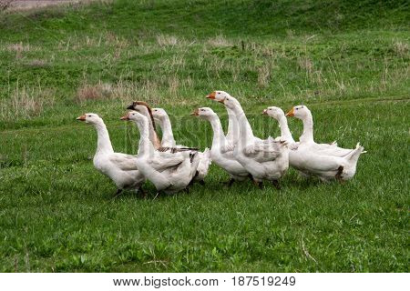 Flock of geese grazing on grass in spring field.