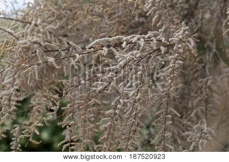 Flowers of a French tamarisk tree (Tamarix gallica)