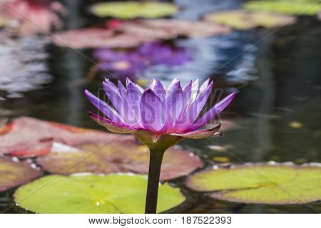 Flower of blue Egyptian lotus in a pond (Nymphaea caerulea)