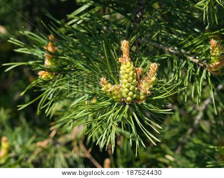 Young pine pinus pollen strobili and shoots macro selective focus shallow DOF.