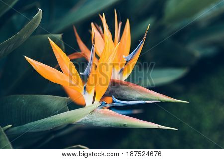 Bird Of Paradise Flower On Green Background.