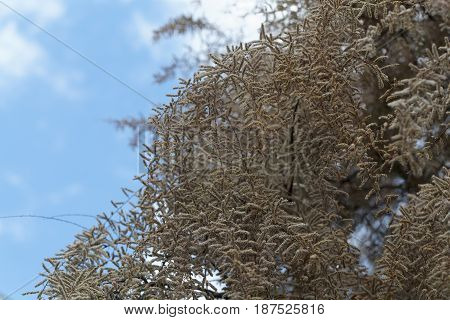 Flowers of a French tamarisk tree (Tamarix gallica)