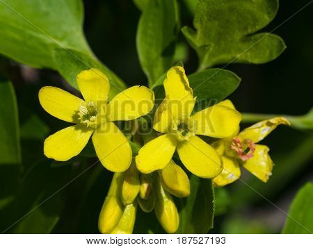 Buffalo or Golden currant Ribes aureum flowers close-up with bokeh background selective focus shallow DOF.