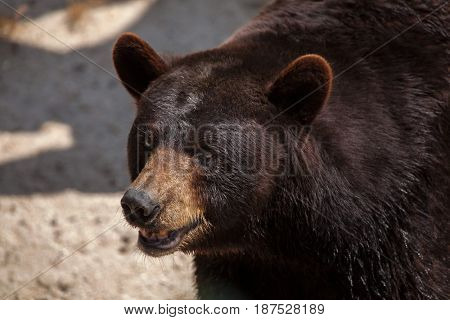 American black bear (Ursus americanus).
