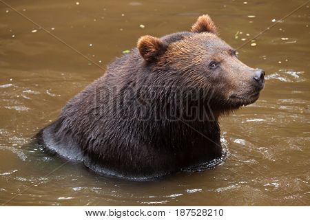 Kamchatka brown bear (Ursus arctos beringianus), also known as the Far Eastern brown bear.