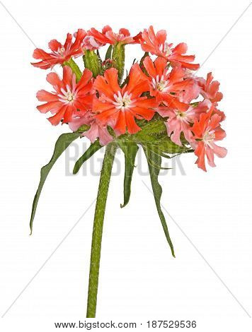 Multiple salmon-colored flowers Maltese cross or rose campion (Lychnis chalcedonica) cultivar Dusky Salmon isolated against a white background