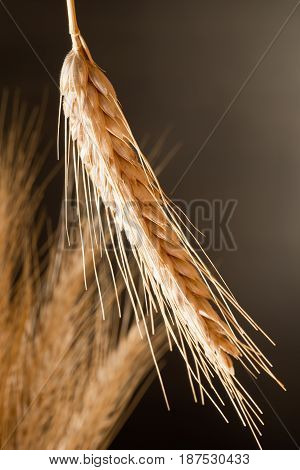 Detail Of Wheat On The Dark Background