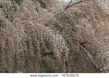 Flowers of a French tamarisk tree (Tamarix gallica)
