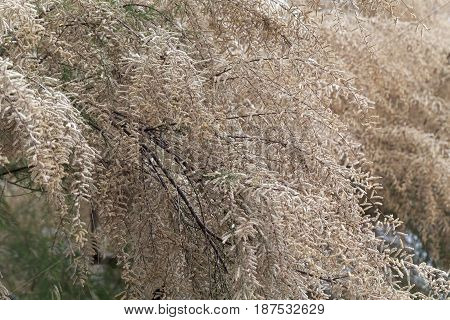 Flowers of a French tamarisk tree (Tamarix gallica)