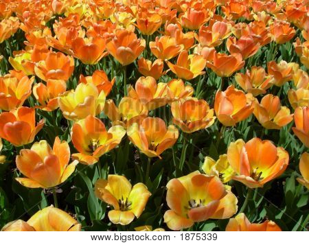 100 Pomarańczowe i żółte tulipany w polu