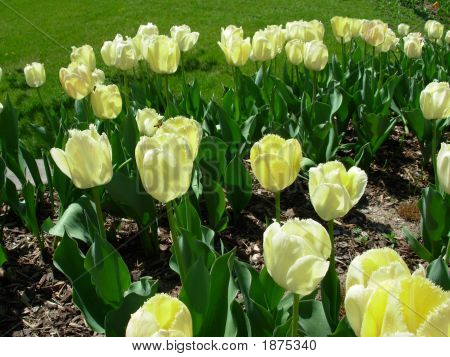 Żółte tulipany