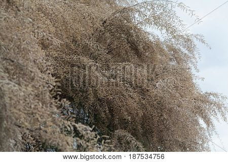 Flowers of a French tamarisk tree (Tamarix gallica)