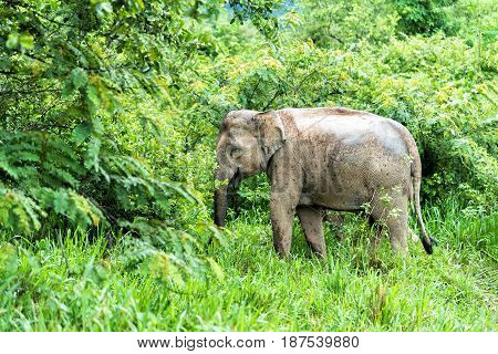 Asian Elephant in the wild life. Kuiburi National Park. Thailand.
