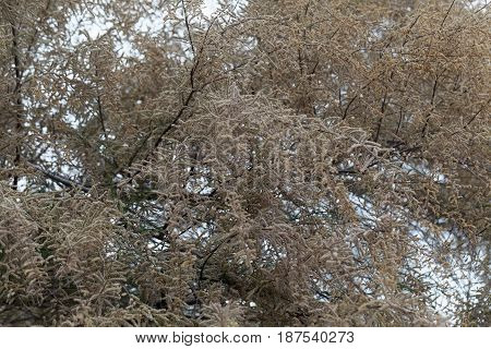 Flowers of a French tamarisk tree (Tamarix gallica)