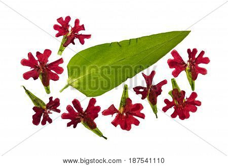Pressed and dried flowers lychnis chalcedonica Isolated on white background. For use in scrapbooking floristry (oshibana) or herbarium.