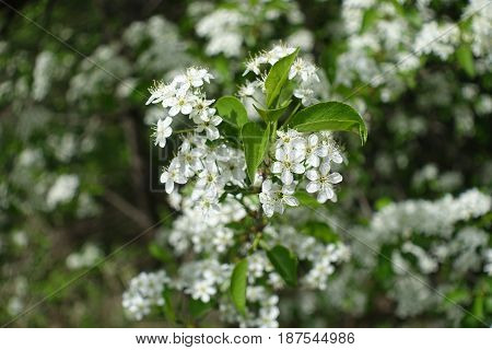 Close Up Of White Flowers Of Prunus Padus