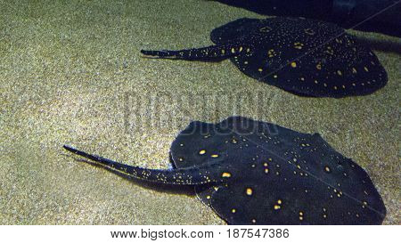 Deceptively peaceful couple of Amazon river freshwater predator rays resting on green sand in shallow waters