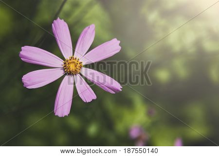 Mexican Aster pink flower or Garden Cosmos, closeup at green background. Its Latin name is Cosmos Bipinnatus Radiance, native to Mexico. Popular annual plant cosmea.