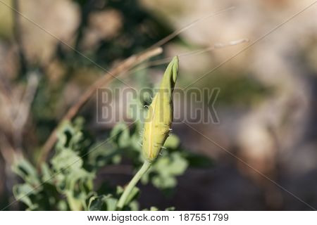Blossom of the yellow hornpoppy (Glaucium flavum)
