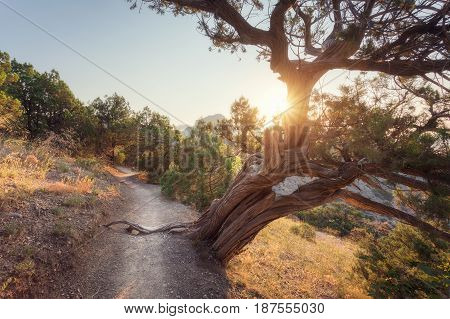 Beautiful View With Old Tree Growing On The Mountain
