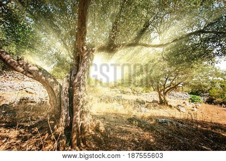 Sunlight shining through the olive trees in the garden.