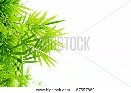Bamboo leaves with water drops isolated on white background.