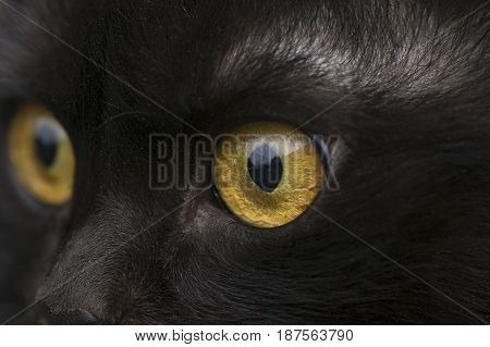 yellow eye black cat close up looks into the lens