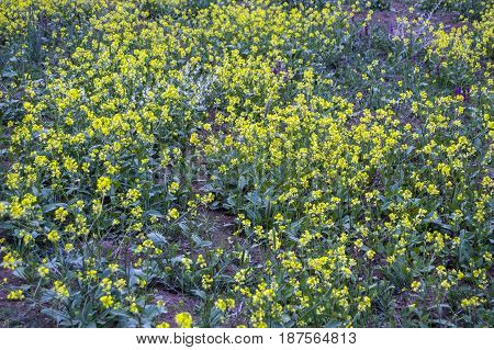 Sinapis arvensis plant used in alternative medicine field