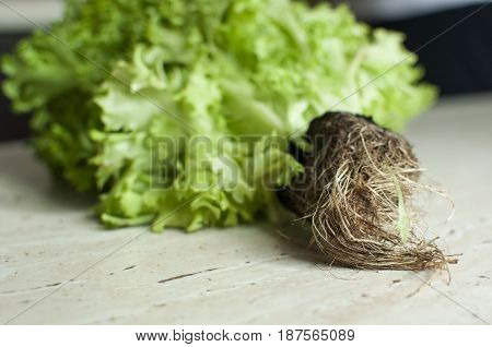 Bunch Of Raw Organic Green Frisee Salad With Roots