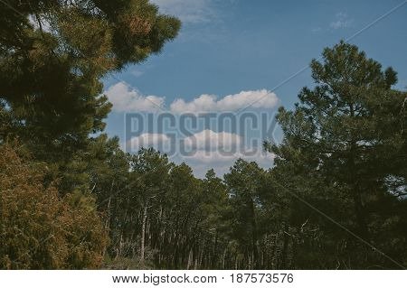 Mountain landscape. High mountain view. Pine trees at summertime. Summer in the forest.