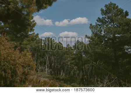 Mountain landscape. High mountain view. Pine trees at summertime. Summer in the forest.