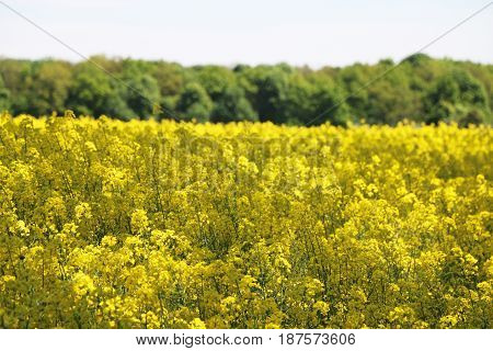Canola field forest background. Beautiful yellow flower.