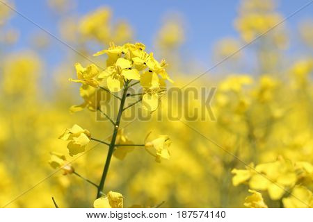Canola flower closeup field background. Natural bio fuel