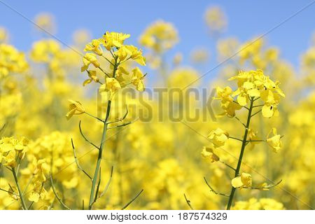 Canola flower field closeup. Beautiful growing yellow plant