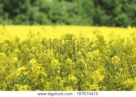 Growing canola field forest . Beautiful yellow plant on sunny day