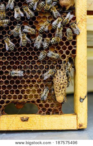 Waxen cottage for growing of chapter of bee family. The young queen bee