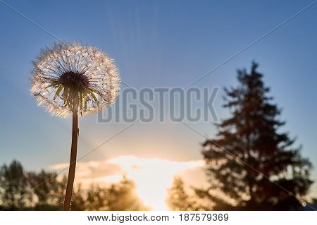 Dandelion against the backdrop of sunrise and spruce