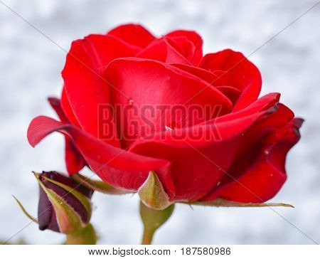 Bright red rose blooming in a Spring garden